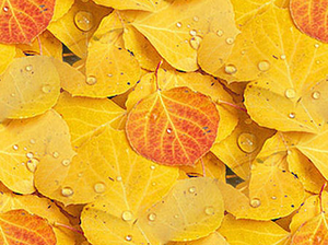 Желтые листья с красными листиками