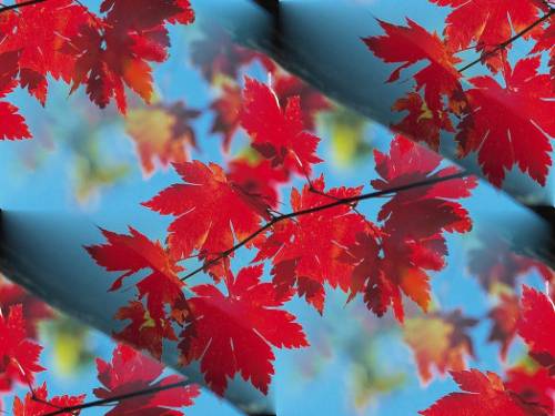 Красная листва клена на голубом