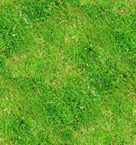 Мелкая зеленая трава
