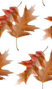 Коричневые листья на белом фоне