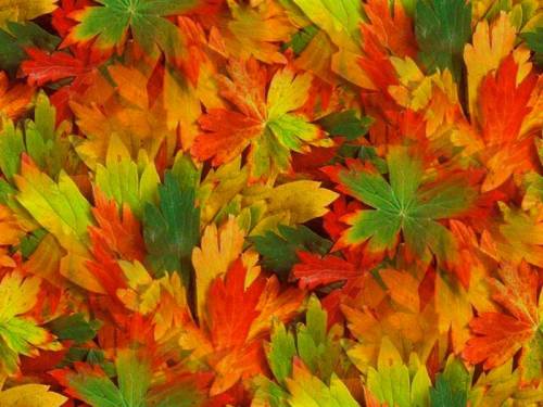 Многоцветье листвы