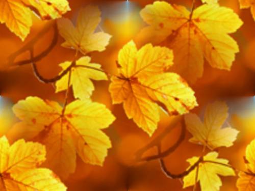 Бесшовный. золотые кленовые листья