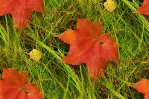 Бесшовный. Красные кленовые листья на зеленой траве
