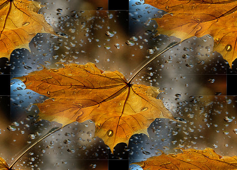 Кленовые листья на темном и капли дождя
