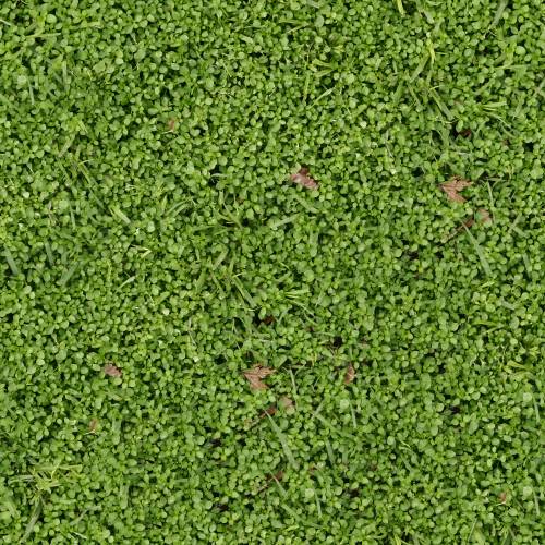 Зеленая трава с редкими осенними коричневыми листочками