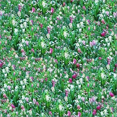 Цветы в траве фиолетовые