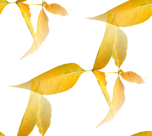 Желтые листья на белом