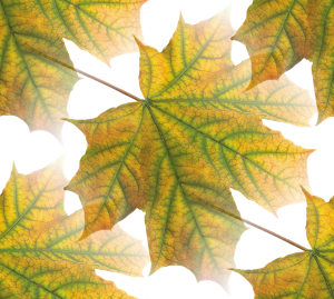 Кленовые листья желто-зеленые на белом