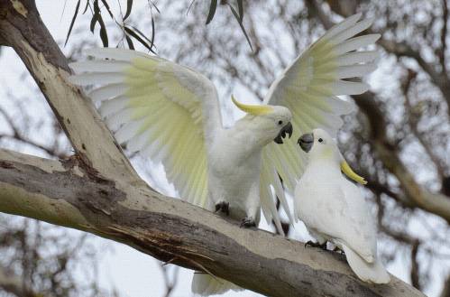 Бело-желтые попугаи