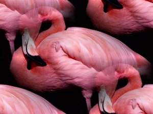 Розовые фламинго на черном