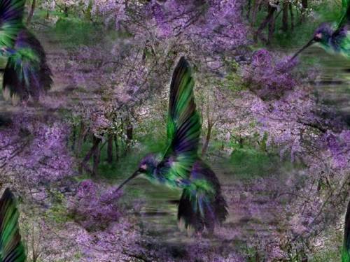 Сиреневое цветение. колибри