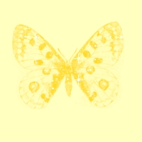 Желтая бабочка на желтом