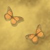Оранжевые бабочки