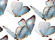 Нежные бабочки