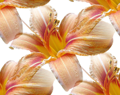 Желто-розовые лилии