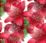 Красные лилии