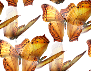Желтые бабочки