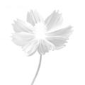 Цветок на белом