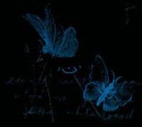 Голубые бабочки на черном