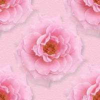 Розовые цветы шиповника