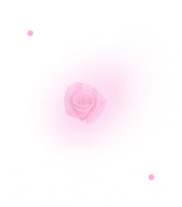 Розовая розочка на белом