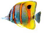 Полосатая рыбка