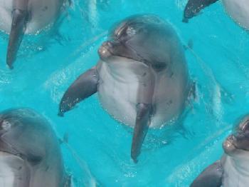Поющий дельфин