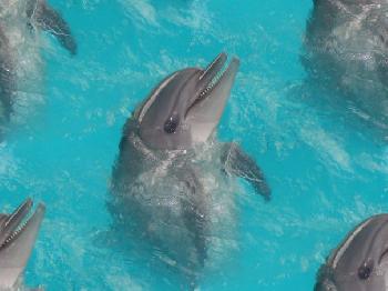 Дельфин держится вертикально