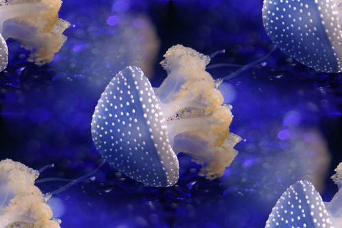 Медузы на темно синем