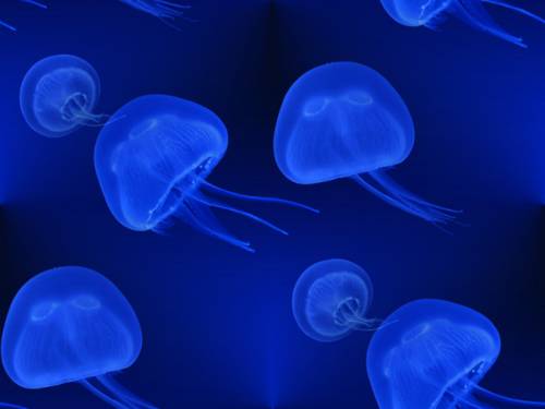 Медузы на синем