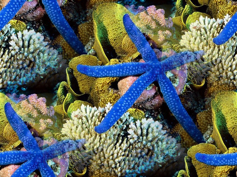 Морские звезды на кораллах