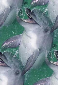 Дельфины в зеленой воде