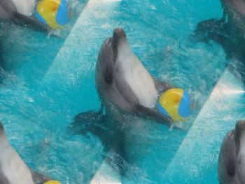 Дельфины играют с мячиком
