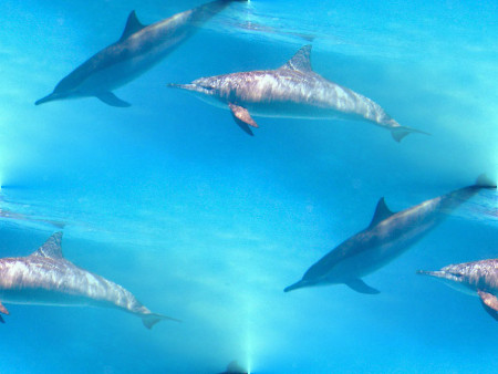 Стайка дельфинчиков