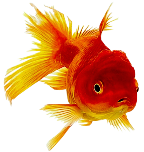 Классная золотая рыбка