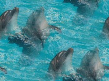 Дельфиний коллектив