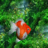 Красная рыбка на фоне зеленых водорослей