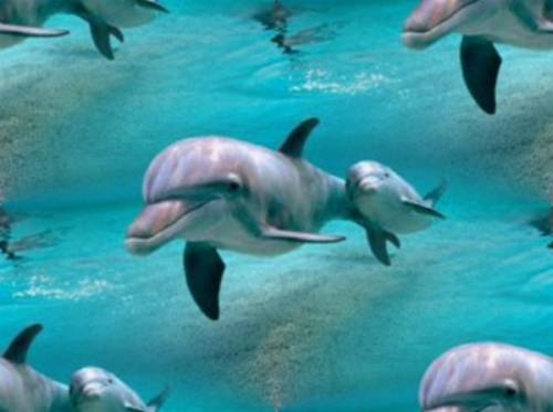 Дельфинья пара