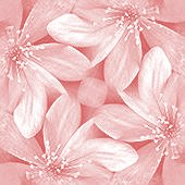 Светлое, розовое цветение