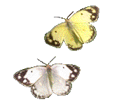 Бабочки анимированные, прозрачный фон