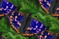 Синие бабочки на фоне зелени
