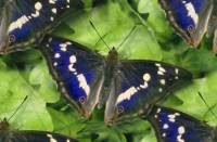 Синие бабочки с белым на фоне зелени