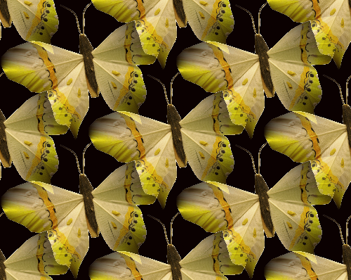 Желтые бабочки на черном