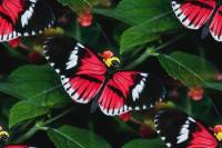 Красно-черные бабочки на фоне зелени