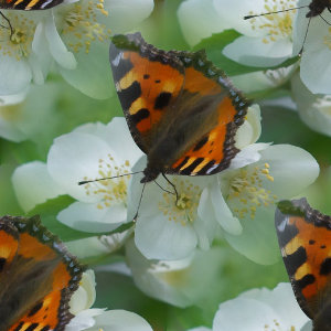 Бабочки на жасмине