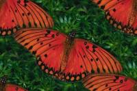 Оранжевые бабочки на фоне травы