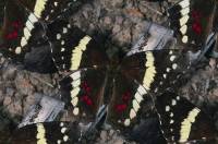 Черно-белые бабочки отдыхают