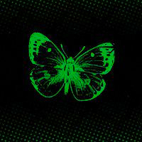 Зеленая бабочка на черном