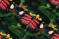 Красно-черные бабочки с белым на фоне зелени