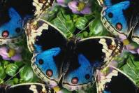 Голубые бабочки на фоне зелени